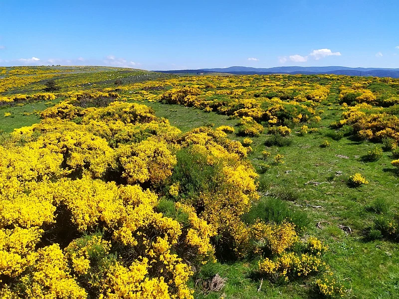 Montselgues Ardèche