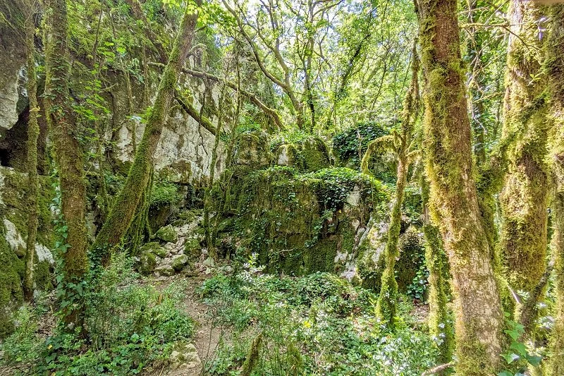 Le Bois de Païolive Ardèche