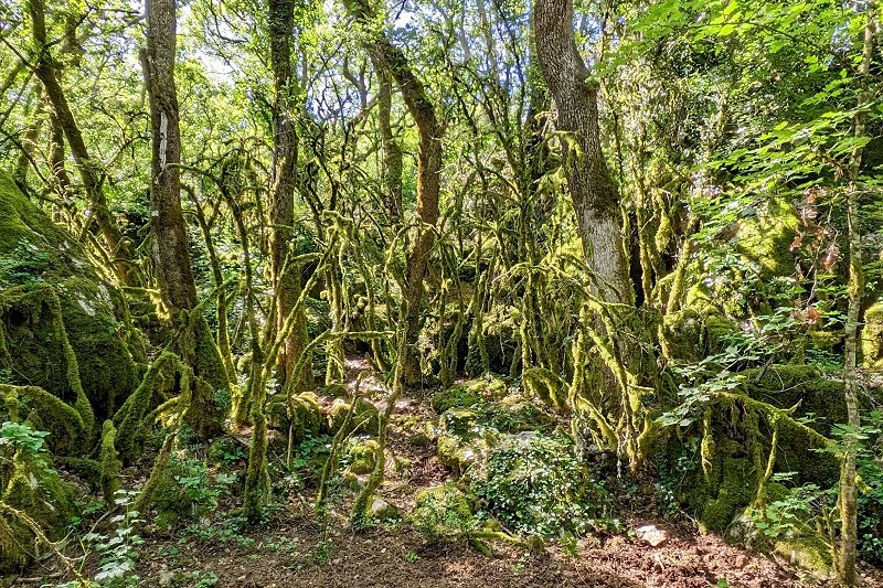 Le Bois de Païolive Ardèche