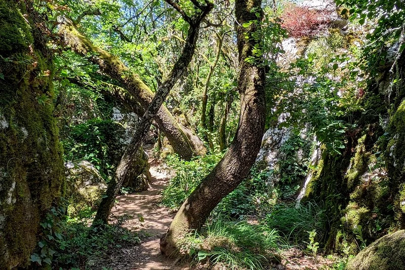 Le Bois de Païolive Ardèche