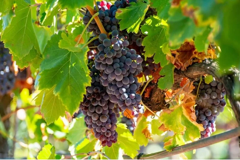 Vignoble Ardèche