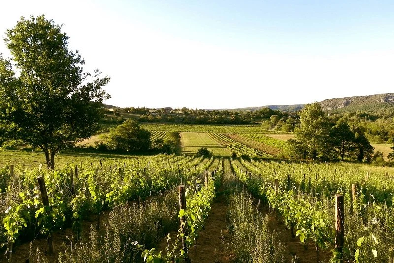 Cépages Ardèche